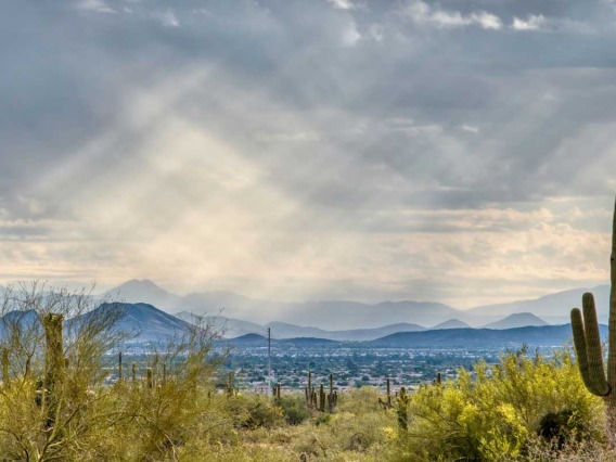 Cactus desert clouded skyline