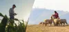 Farmer on phone grass fields